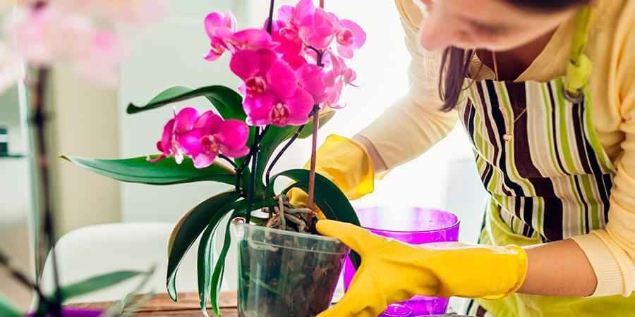 como criar orquídeas