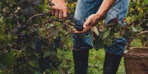 O que você precisa saber para iniciar no mundo dos vinhos